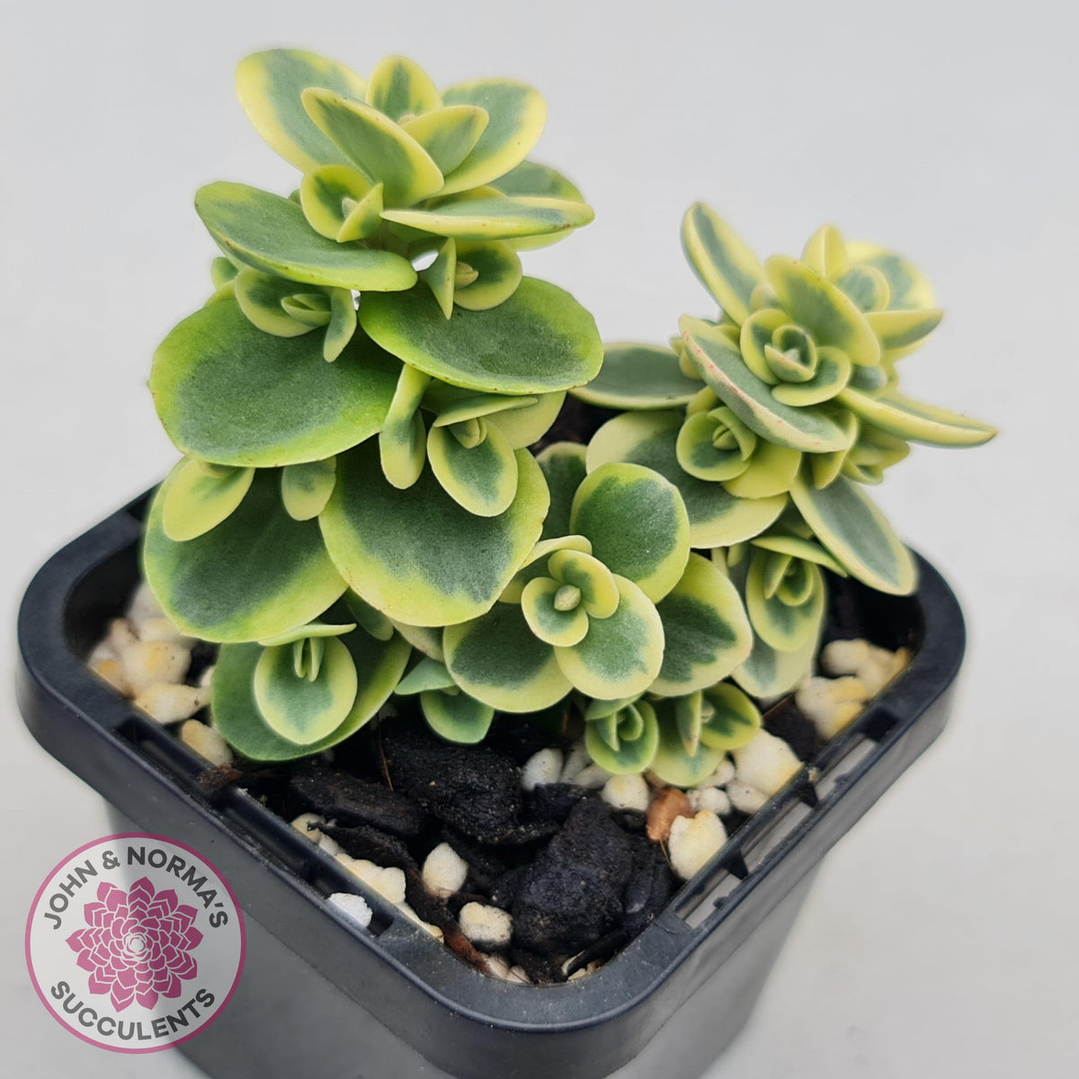 Sedum Lime Twister