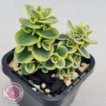 Load image into Gallery viewer, Sedum Lime Twister - John &amp; Norma&#39;s Succulents
