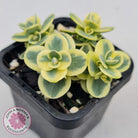 Sedum Lime Twister