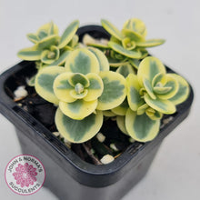 Load image into Gallery viewer, Sedum Lime Twister - John &amp; Norma&#39;s Succulents
