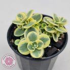 Sedum Lime Twister