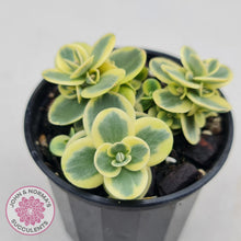 Load image into Gallery viewer, Sedum Lime Twister - John &amp; Norma&#39;s Succulents
