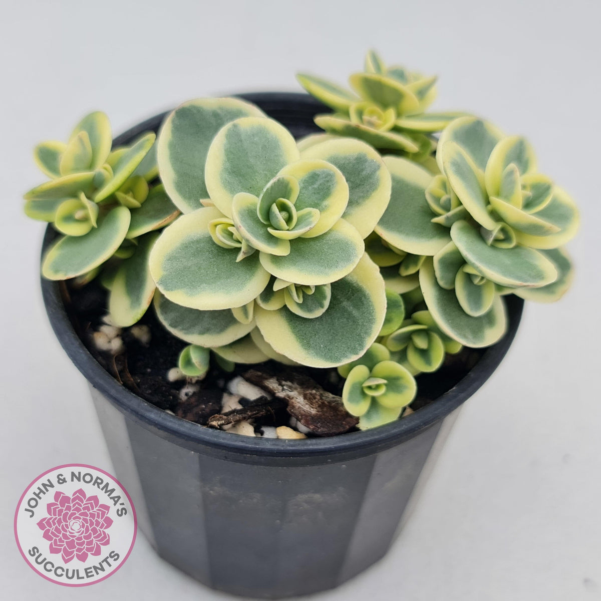 Sedum Lime Twister