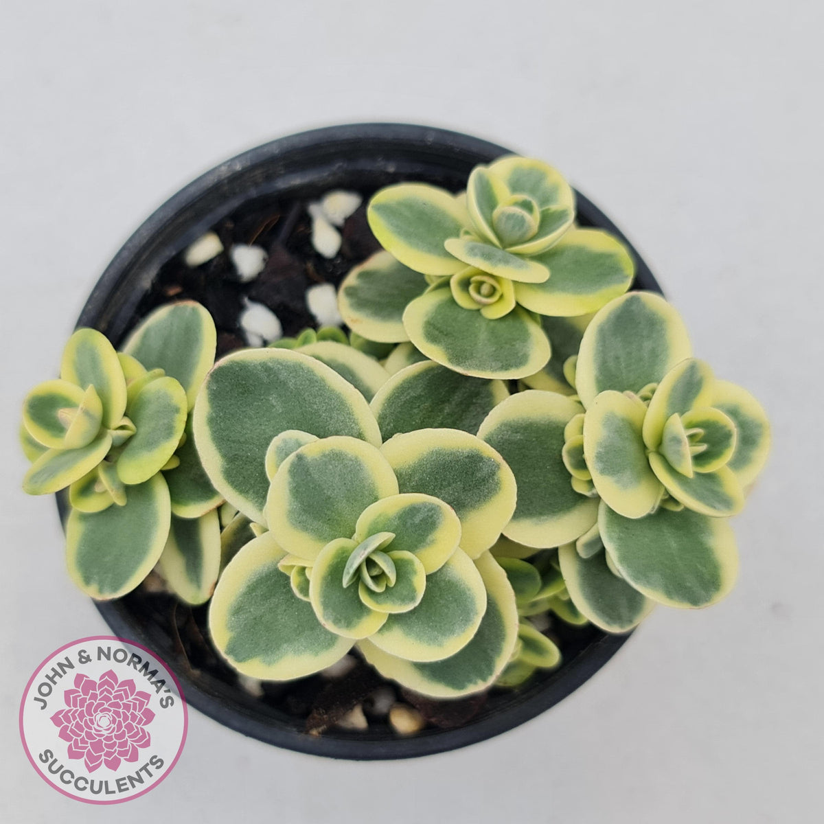 Sedum Lime Twister