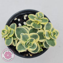 Load image into Gallery viewer, Sedum Lime Twister - John &amp; Norma&#39;s Succulents
