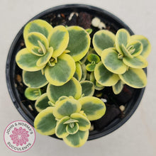 Load image into Gallery viewer, Sedum Lime Twister - John &amp; Norma&#39;s Succulents
