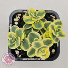 Sedum Lime Twister