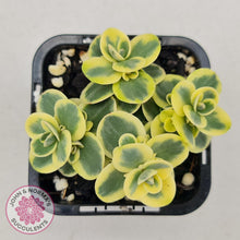 Load image into Gallery viewer, Sedum Lime Twister - John &amp; Norma&#39;s Succulents
