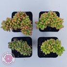 Sedum lucidum 'Obesum' Crested