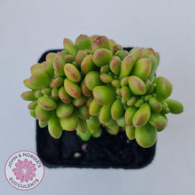 Load image into Gallery viewer, Sedum lucidum &#39;Obesum&#39; Crested - John &amp; Norma&#39;s Succulents Australia
