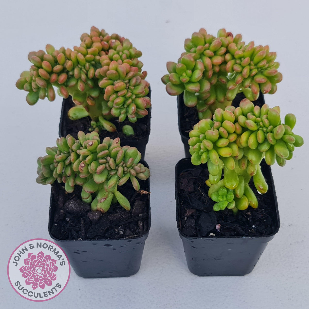 Sedum lucidum 'Obesum' Crested