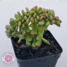 Load image into Gallery viewer, Sedum lucidum &#39;Obesum&#39; Crested - John &amp; Norma&#39;s Succulents Australia
