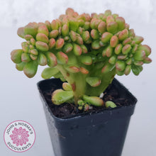 Load image into Gallery viewer, Sedum lucidum &#39;Obesum&#39; Crested - John &amp; Norma&#39;s Succulents Australia
