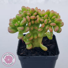 Load image into Gallery viewer, Sedum lucidum &#39;Obesum&#39; Crested - John &amp; Norma&#39;s Succulents Australia
