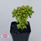 Sedum lucidum 'Obesum' Crested
