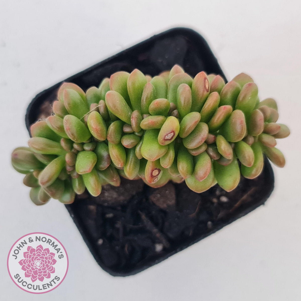 Sedum lucidum 'Obesum' Crested