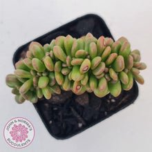 Load image into Gallery viewer, Sedum lucidum &#39;Obesum&#39; Crested - John &amp; Norma&#39;s Succulents Australia
