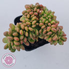 Sedum lucidum 'Obesum' Crested