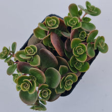 Load image into Gallery viewer, Sedum Makinoi Tundra Tornado - John &amp; Norma&#39;s Succulents Australia
