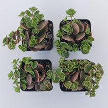 Load image into Gallery viewer, Sedum Makinoi Tundra Tornado - John &amp; Norma&#39;s Succulents Australia
