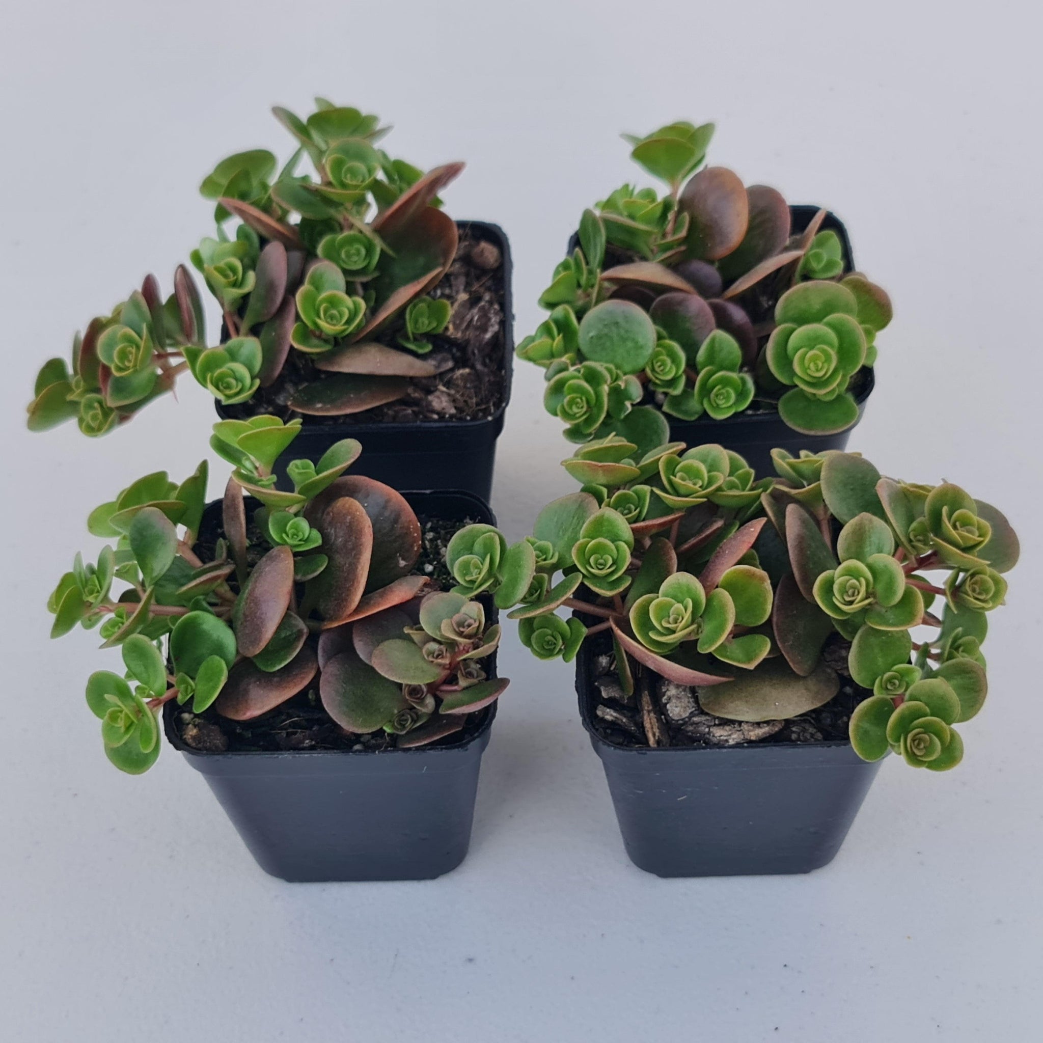 tundra tornado succulent Buy Sedum Makinoi Tundra Tornado Australia
