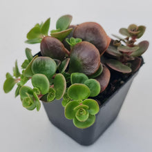 Load image into Gallery viewer, Sedum Makinoi Tundra Tornado - John &amp; Norma&#39;s Succulents Australia
