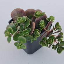 Load image into Gallery viewer, Sedum Makinoi Tundra Tornado - John &amp; Norma&#39;s Succulents Australia
