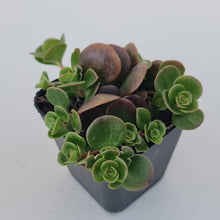 Load image into Gallery viewer, Sedum Makinoi Tundra Tornado - John &amp; Norma&#39;s Succulents Australia
