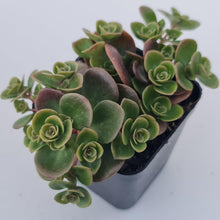 Load image into Gallery viewer, Sedum Makinoi Tundra Tornado - John &amp; Norma&#39;s Succulents Australia
