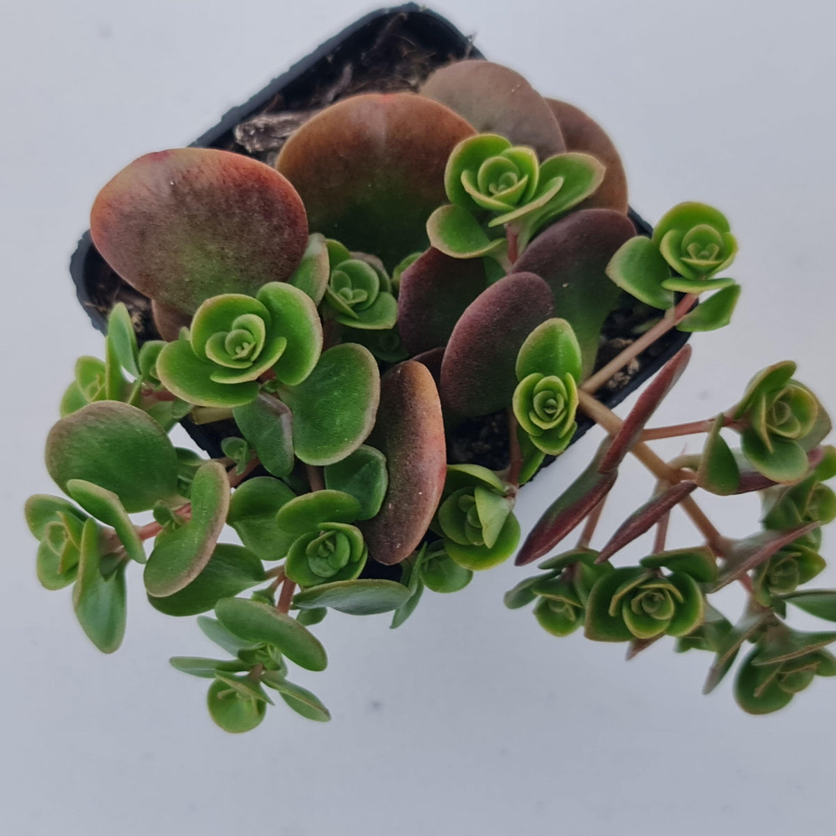 Sedum Makinoi Tundra Tornado