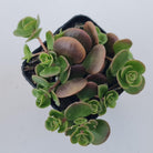 Sedum Makinoi Tundra Tornado