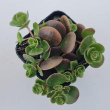 Load image into Gallery viewer, Sedum Makinoi Tundra Tornado - John &amp; Norma&#39;s Succulents Australia
