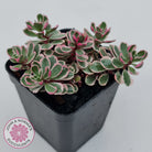 Sedum Spurium 'Tricolor'