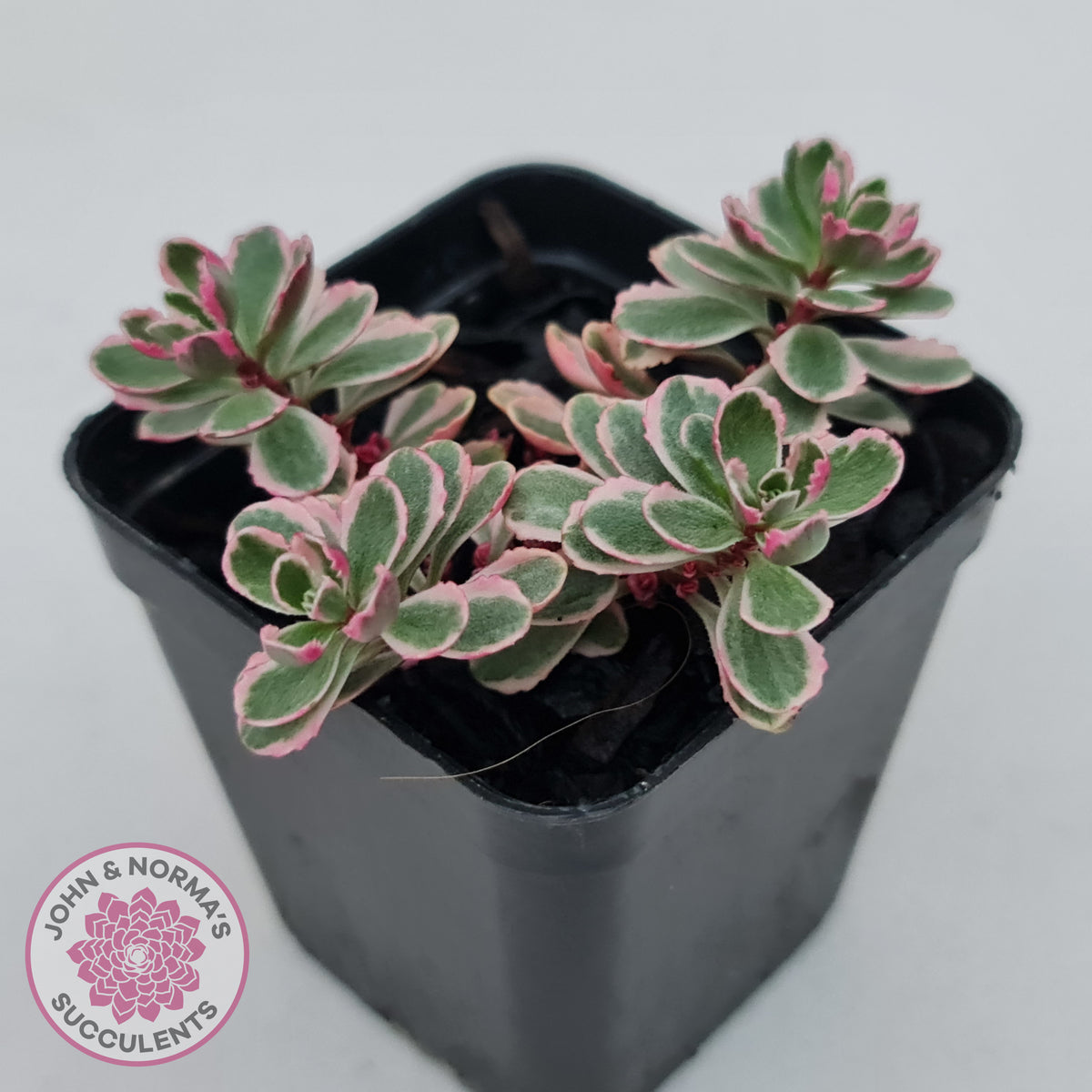 Sedum Spurium 'Tricolor'