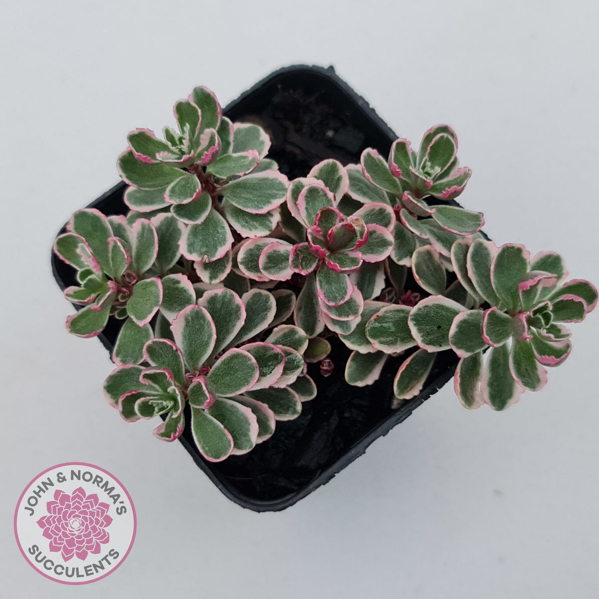 Sedum Spurium 'Tricolor'