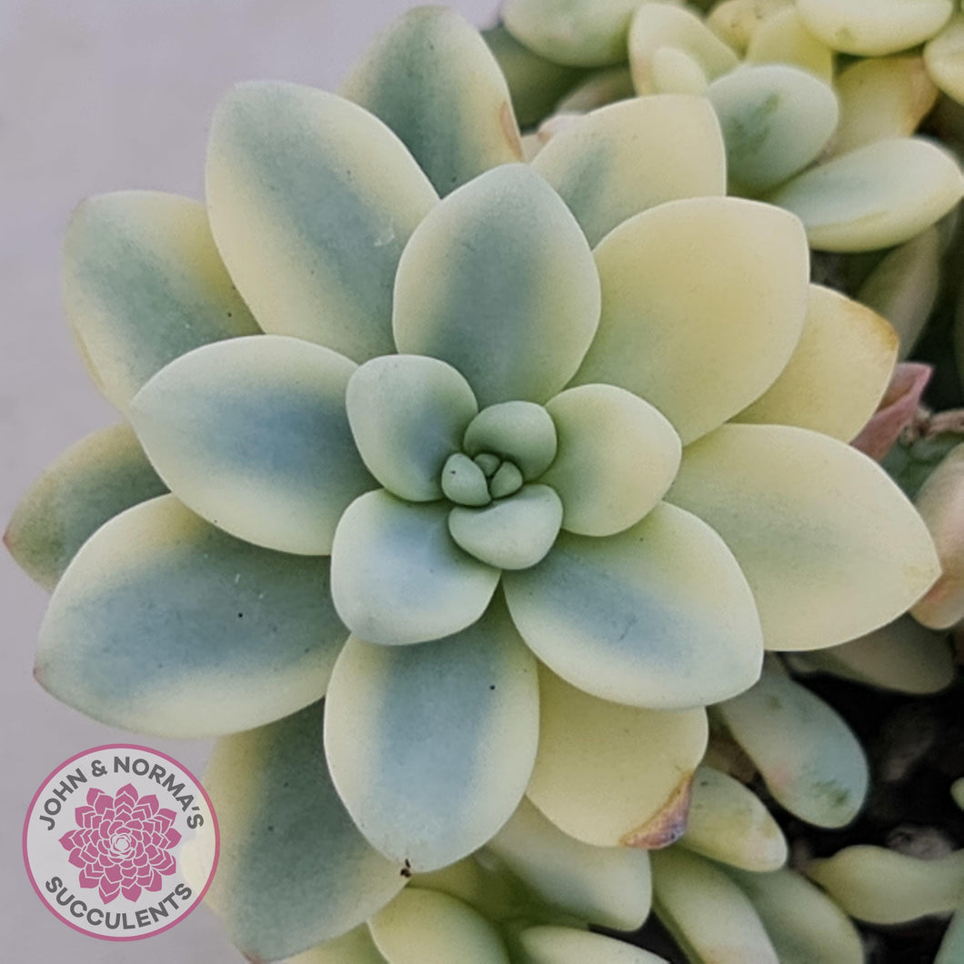 Sedum clavatum variegated - John & Norma's Succulents