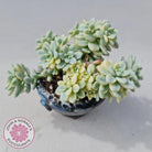 Sedum clavatum variegated (Multi)