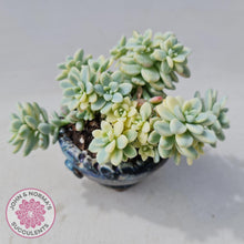 Load image into Gallery viewer, Sedum clavatum variegated - John &amp; Norma&#39;s Succulents
