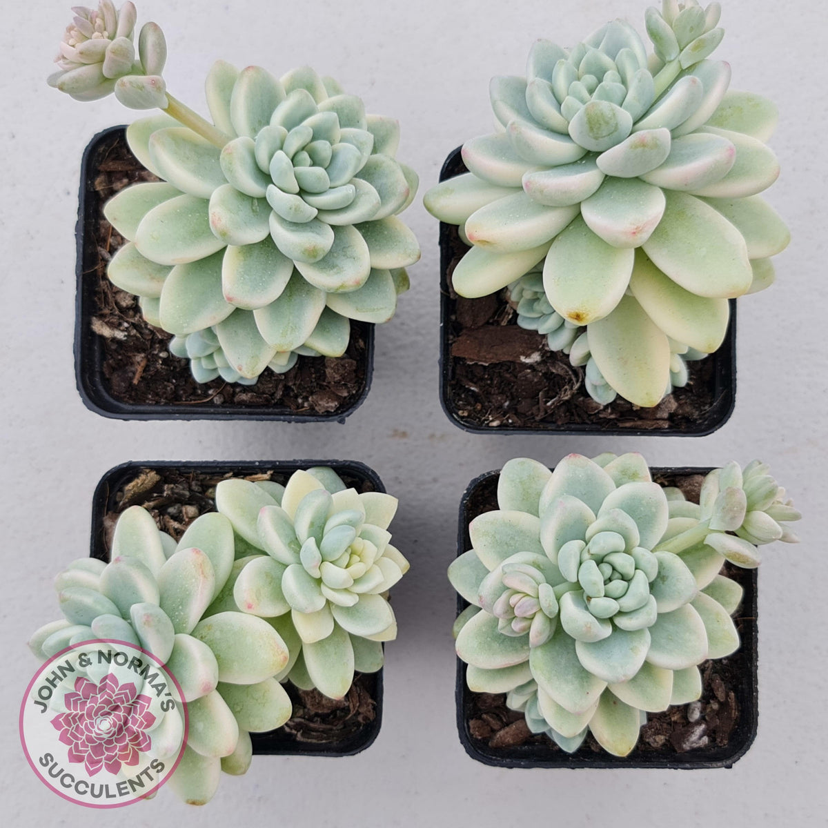 Sedum clavatum variegated (Multi)