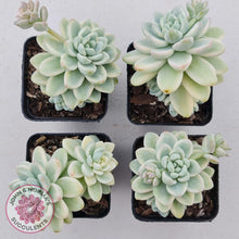 Load image into Gallery viewer, Sedum clavatum variegated - John &amp; Norma&#39;s Succulents
