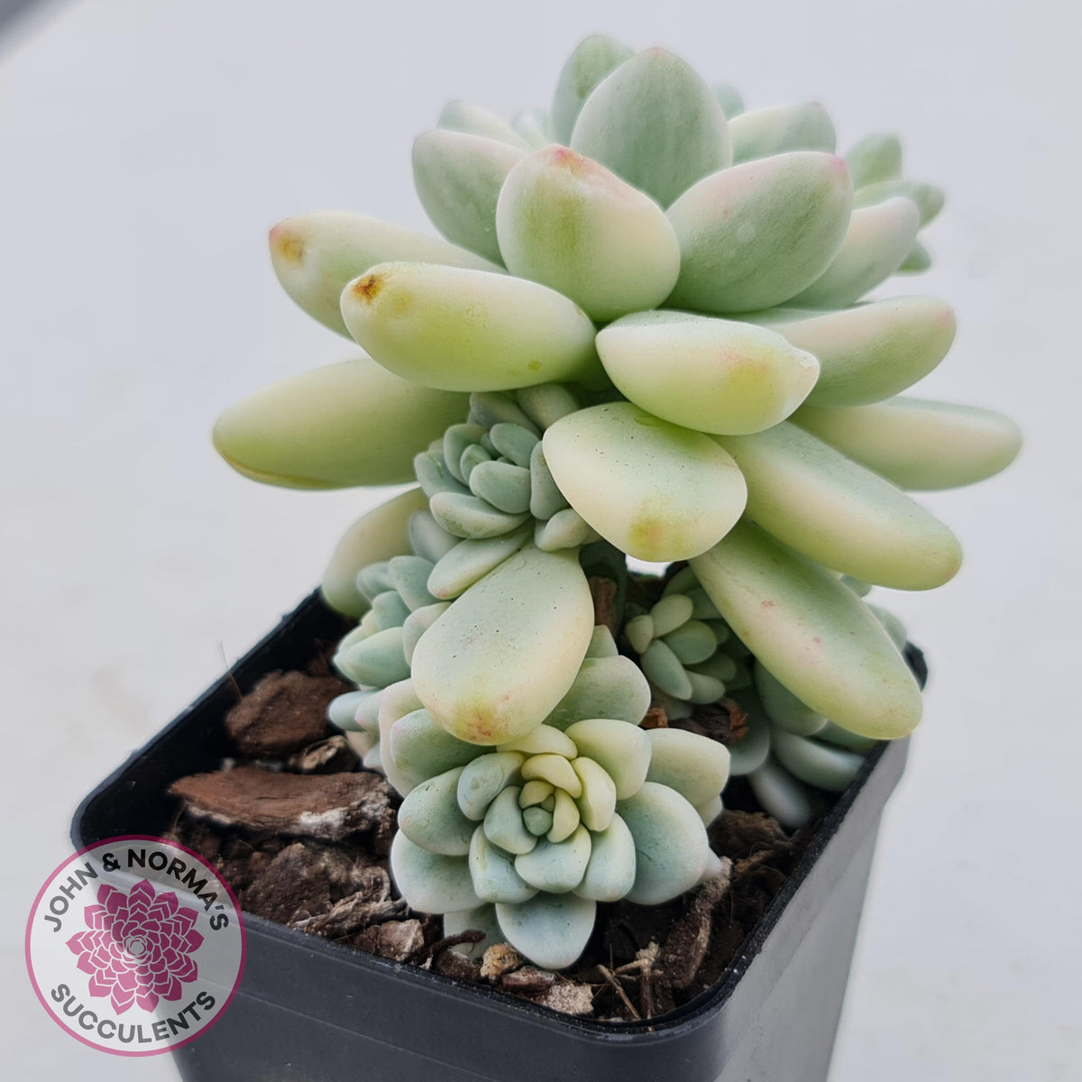 Sedum clavatum variegated (Multi)