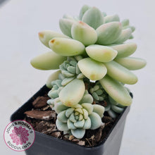 Load image into Gallery viewer, Sedum clavatum variegated - John &amp; Norma&#39;s Succulents
