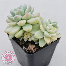 Load image into Gallery viewer, Sedum clavatum variegated - John &amp; Norma&#39;s Succulents
