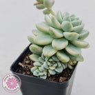 Sedum clavatum variegated (Multi)