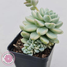 Load image into Gallery viewer, Sedum clavatum variegated - John &amp; Norma&#39;s Succulents
