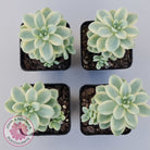 Sedum clavatum variegated (Multi)