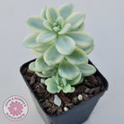 Sedum clavatum variegated (Multi)