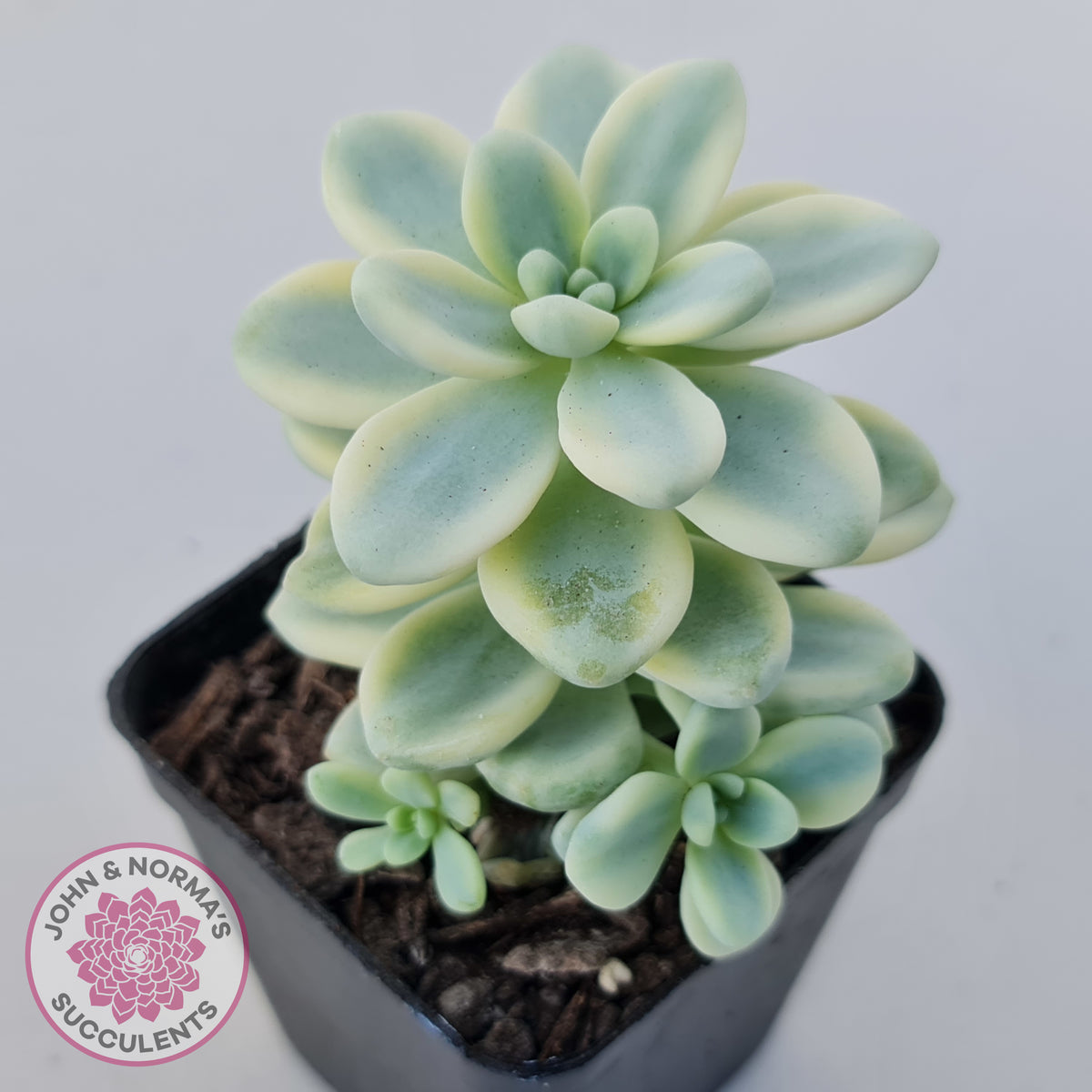 Sedum clavatum variegated (Multi)