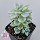 Sedum clavatum variegated (Multi)