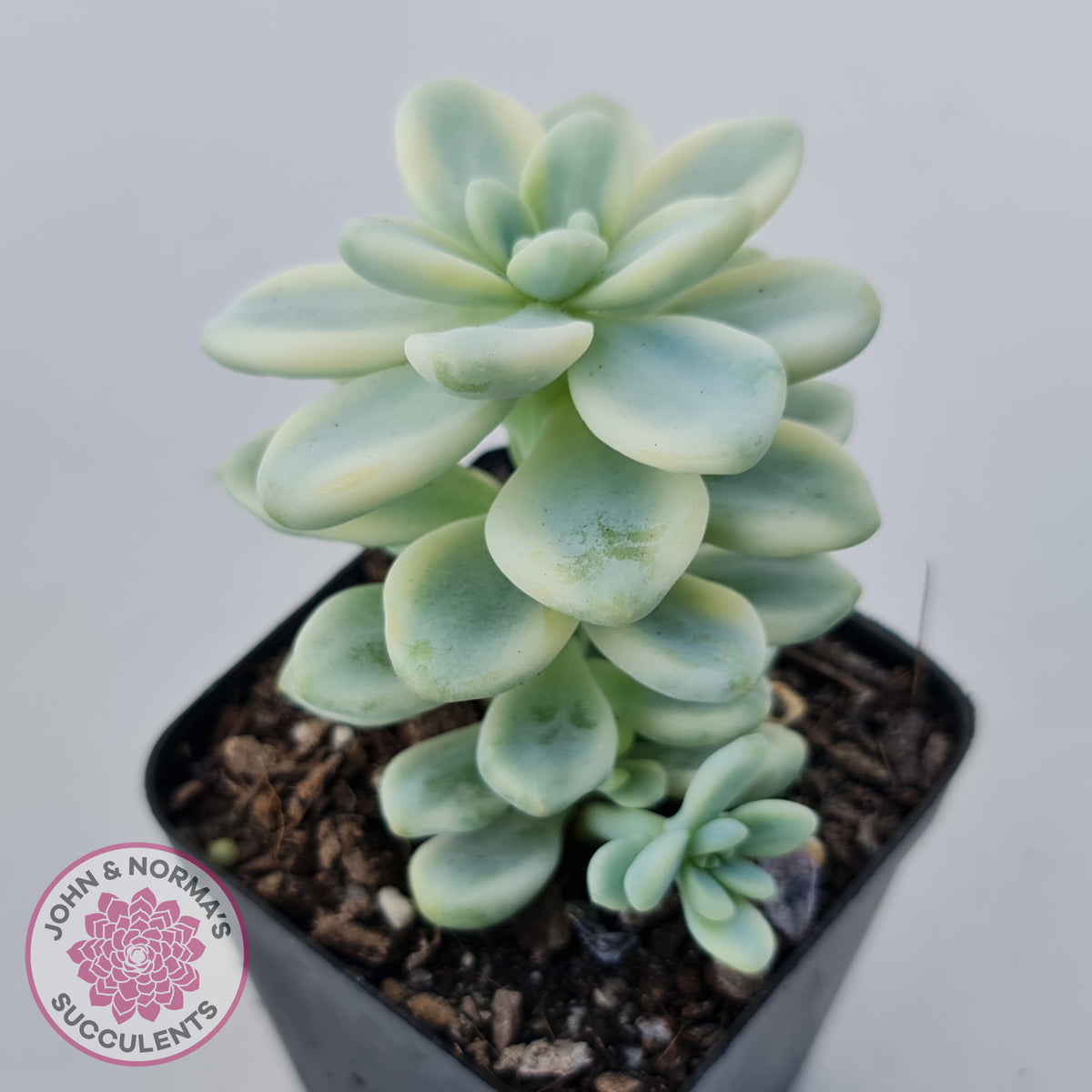 Sedum clavatum variegated (Multi)